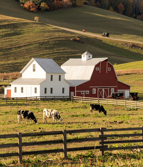 Ohio Amish Country farmstead with white farmhouse, red barn, and dairy cows grazing on rolling green hills