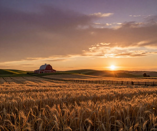 Golden sunset over American wheat fields with a red barn in the distance, the heartland SvetlanaLove serves