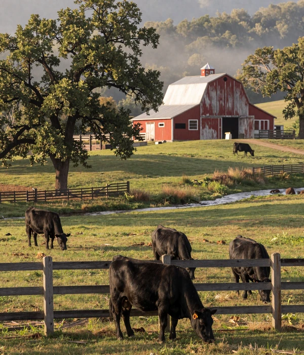 Missouri Ozarks cattle ranch with black Angus cattle grazing on rolling green hills dotted with cedar trees and a weathered red barn